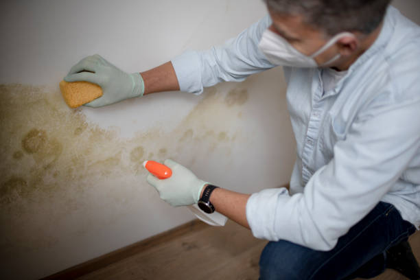 Best Residential Mold Removal  in Dove Valley, CO