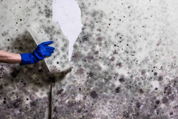 Best Fast Mold Removal  in Dove Valley, CO