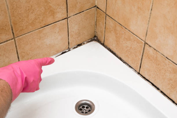 Best Toxic Mold Removal  in Dove Valley, CO